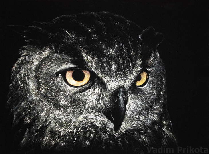Owl